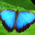 Butterfly with wings in cyan, outlined with black, resting on a vibrant green leaf.