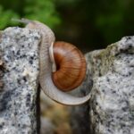 A snail slowly crosses a challenging gap